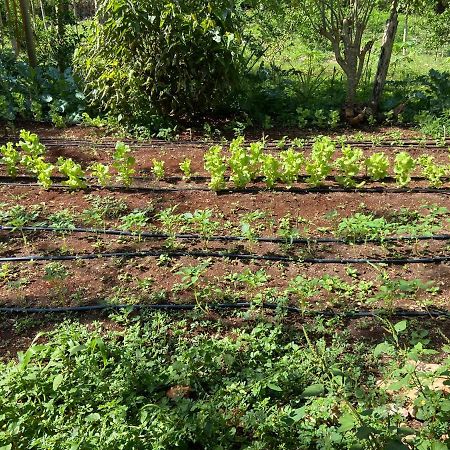 Encantadora Villa Maya Tradicional En Rancho Agroecologico Tzucaceb Kültér fotó