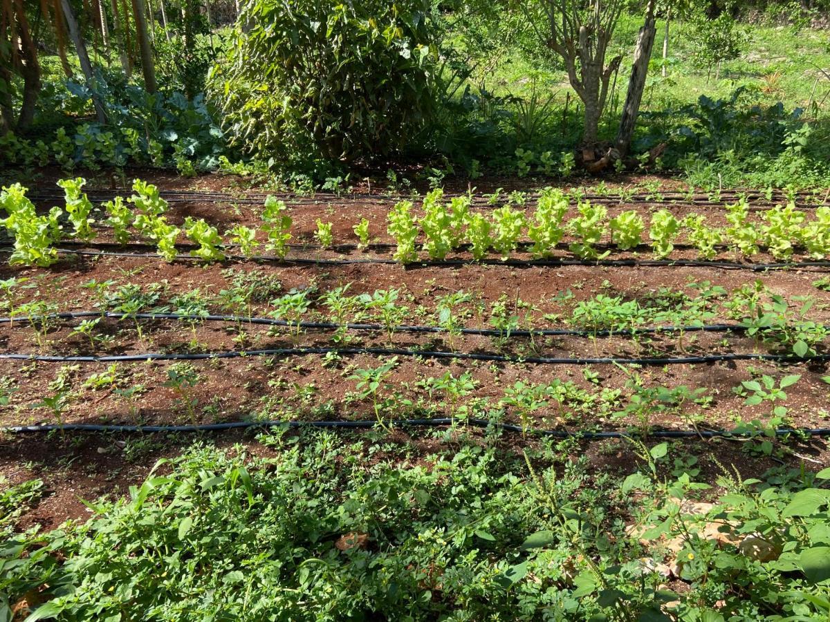 Encantadora Villa Maya Tradicional En Rancho Agroecologico Tzucaceb Kültér fotó