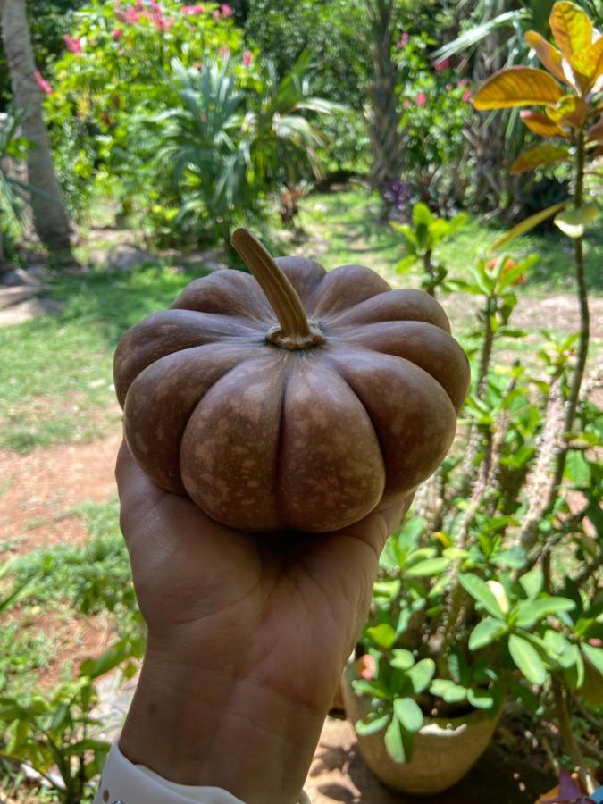 Encantadora Villa Maya Tradicional En Rancho Agroecologico Tzucaceb Kültér fotó